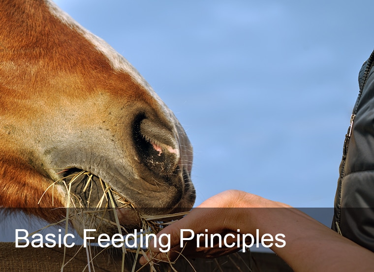 Basic Feeding Principles